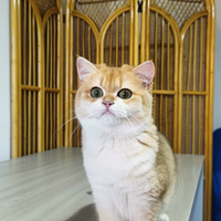 British Shorthair femmina