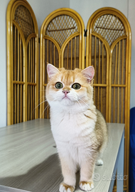 British Shorthair femmina