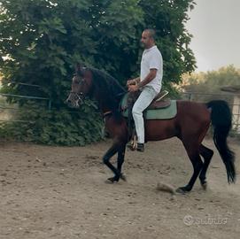 Purosangue Arabo Stallone