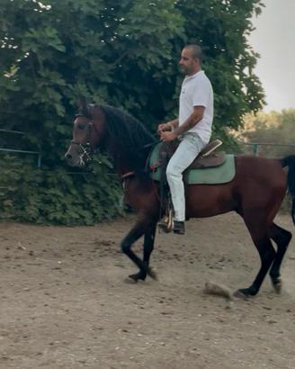 Purosangue Arabo Stallone