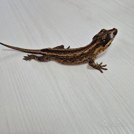 Rhacodactylus auriculatus