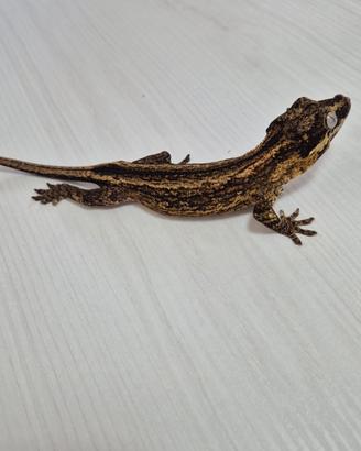 Rhacodactylus auriculatus