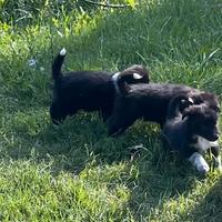 Border collie cuccioli