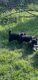 Border collie cuccioli