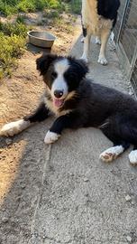 Cucciol border collie bianco nero in adozione