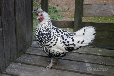 Gallina Appenzeller