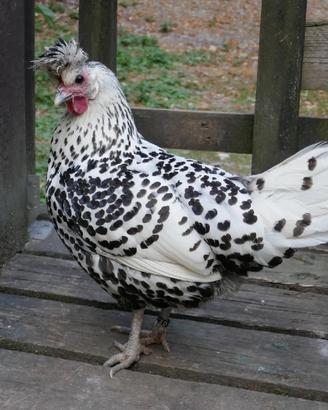 Gallina Appenzeller