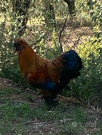 Gallo