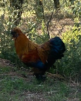 Gallo