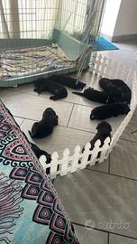 Cuccioli di Labrador retriver
