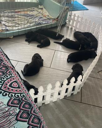 Cuccioli di Labrador retriver
