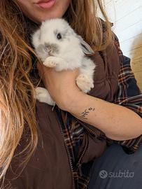 Coniglietti ariete nano