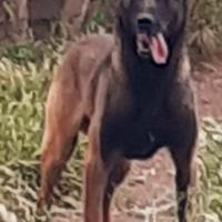 Cuccioli di Pastore Belga Malinois