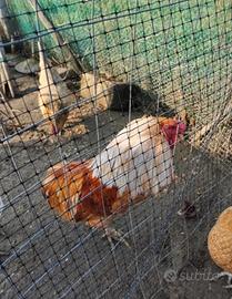 Gallo