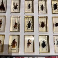 Collezione insetti