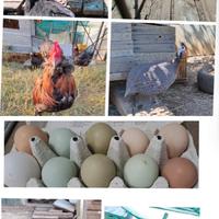 Brahma OLIVEGGER MOROSETA silverudd legbar