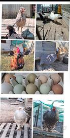 Brahma OLIVEGGER MOROSETA silverudd legbar