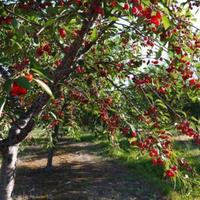 Piante di Amarene a Radice Nuda
