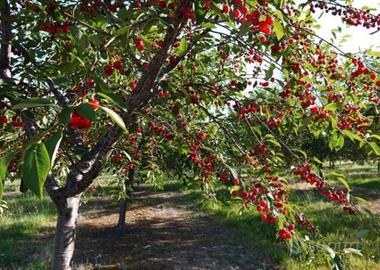 Piante di Amarene a Radice Nuda
