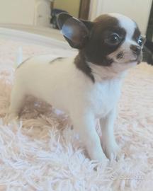 Chihuahua maschietto pelo corto Pedigree Enci 