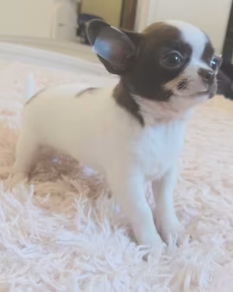 Chihuahua maschietto pelo corto Pedigree Enci 