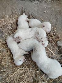 Cuccioli pastore maremmano
