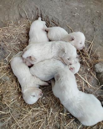Cuccioli pastore maremmano