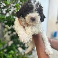 Cuccioli di Lagotto romagnolo
