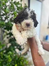 Cuccioli di Lagotto romagnolo