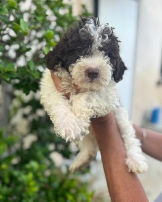 Cuccioli di Lagotto romagnolo