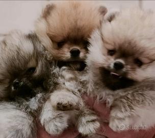 Spitz di pomerania nano
