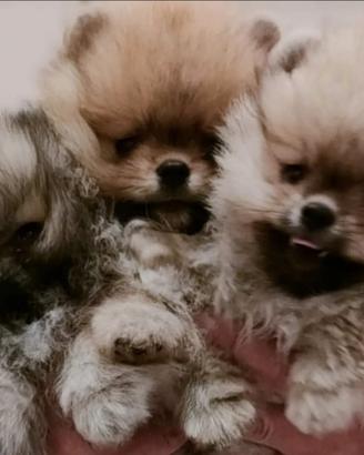 Spitz di pomerania nano