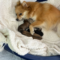 Cuccioli pomchi disponibili