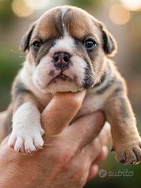 Cuccioli Bulldog inglese Allevamento Enci