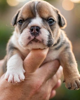 Cuccioli Bulldog inglese Allevamento Enci