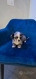 Chiuhuaua merle pelo corto