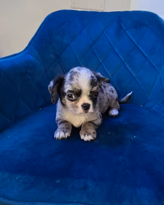 Chiuhuaua merle pelo corto