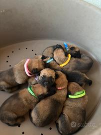 Cuccioli di Pastore Belga Malinois