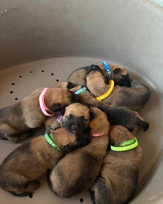 Cuccioli di Pastore Belga Malinois