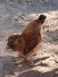 galline da compagnia