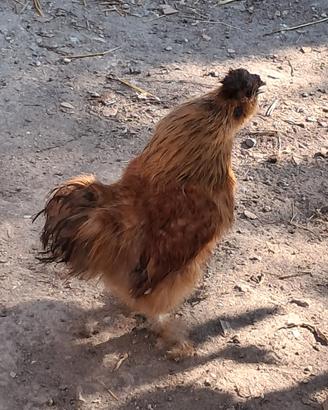 galline da compagnia