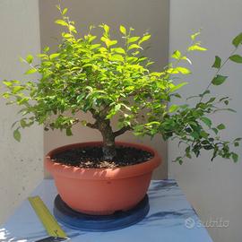 bonsai di carpino