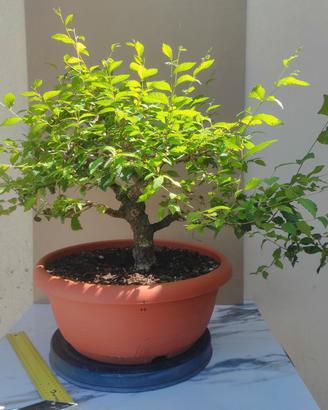 bonsai di carpino