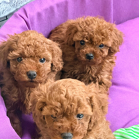 Barboncini mini e toy