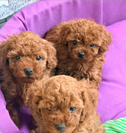 Barboncini mini e toy