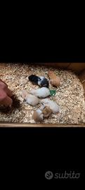 Cuccioli di criceti dorati