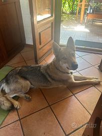 Lupo cecoslovacco