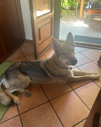 Lupo cecoslovacco