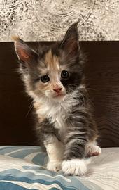 Cuccioli Maine coon