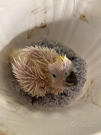 Cacatua Galerita Eleonora